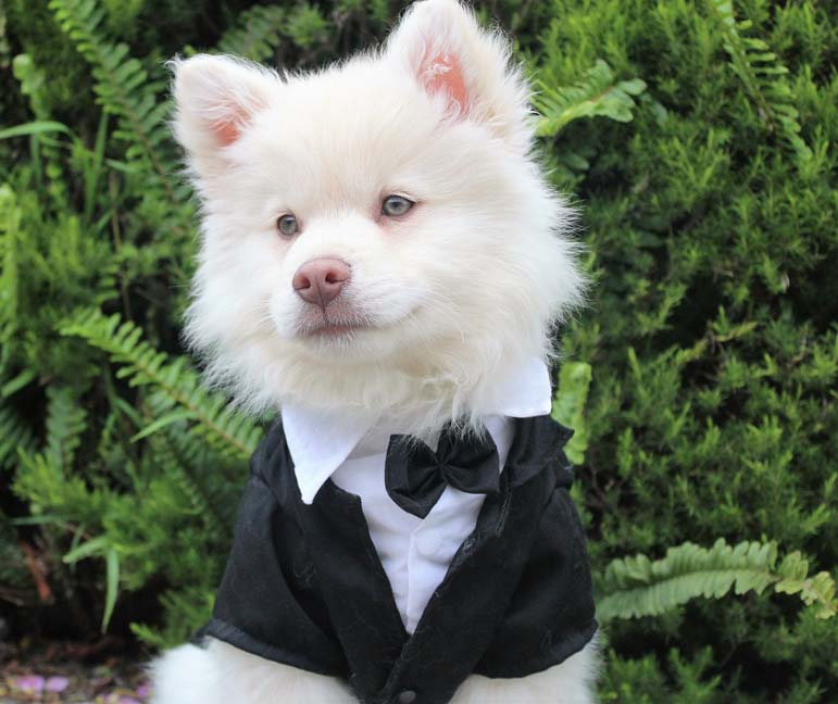 Researchers have finally put a price tag on the life of a dog