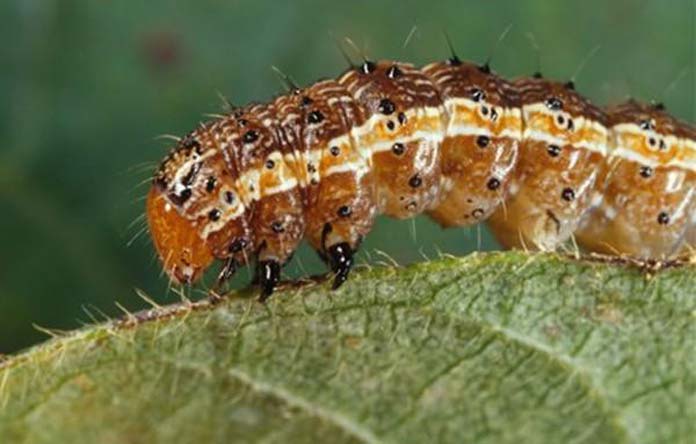 Armyworm pests invade southern Africa 'like one of the 10 plagues of the Bible'
	
