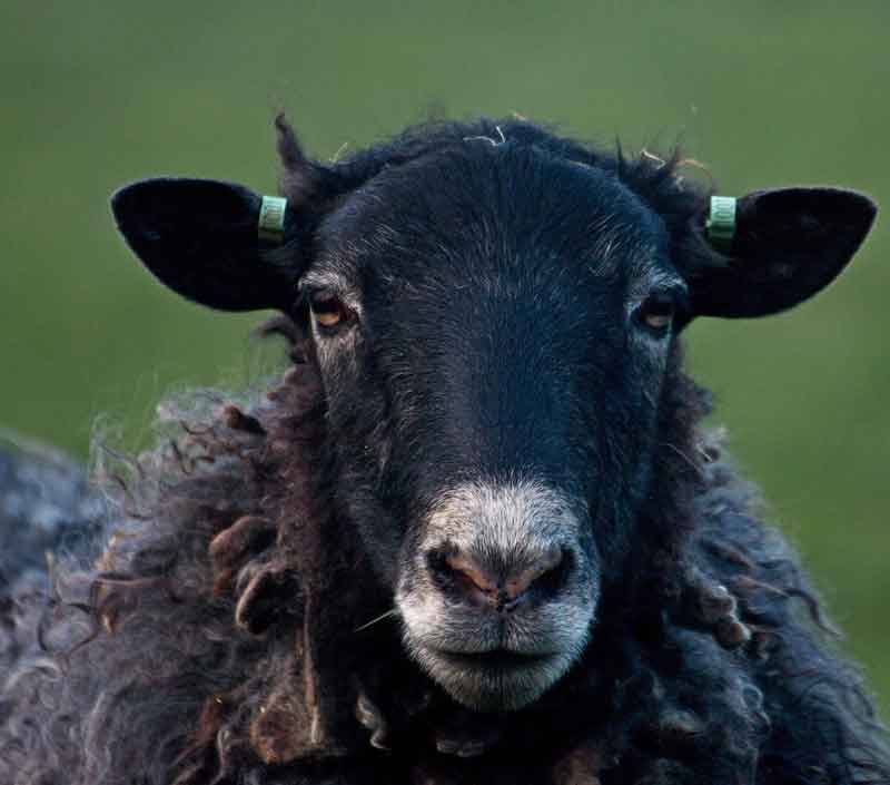  Estate Planning for 'Black Sheep' Beneficiaries