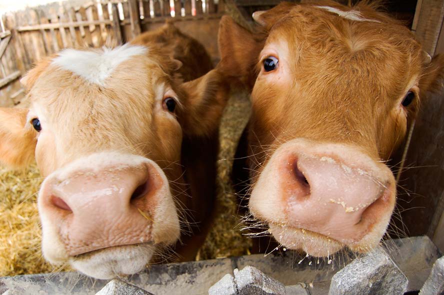 Cows get their own Tinder-style app for breeding
	