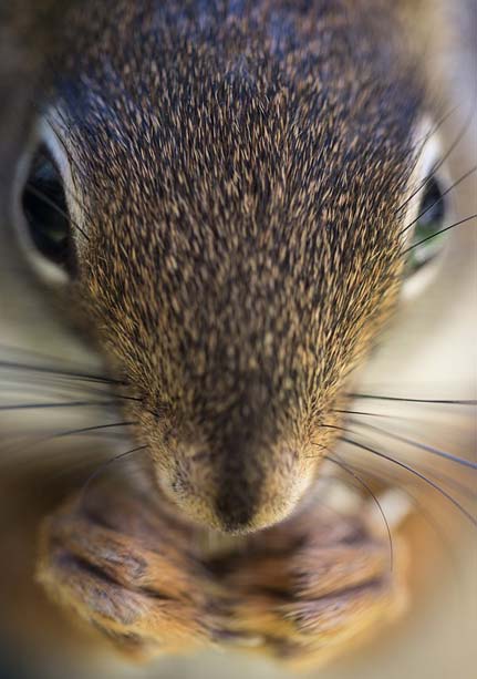 A couple returned from vacation to find $15,000 in damages to their new home.  The perp? A squirrel
