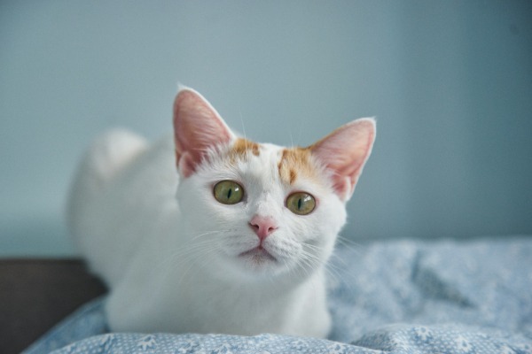 Good Intentions Never Prevail Over Cold Reality
	