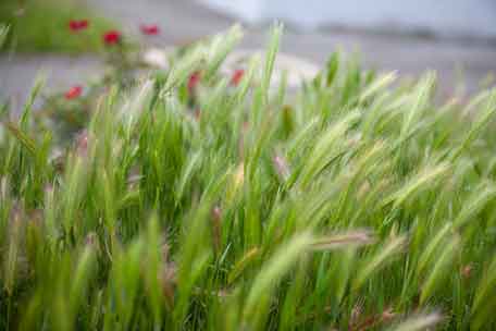 Declaring war on the weeds on the lawn